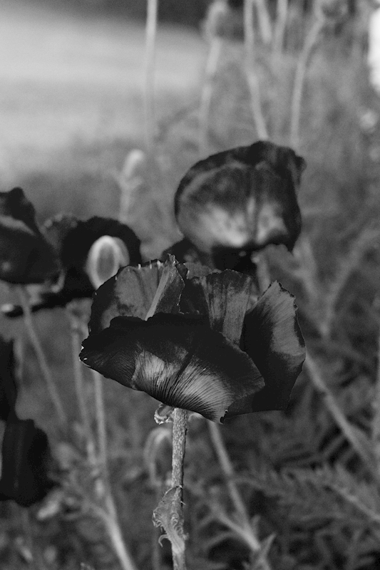 Coquelicot noir affiches et impressions par Bettina Maria St ger