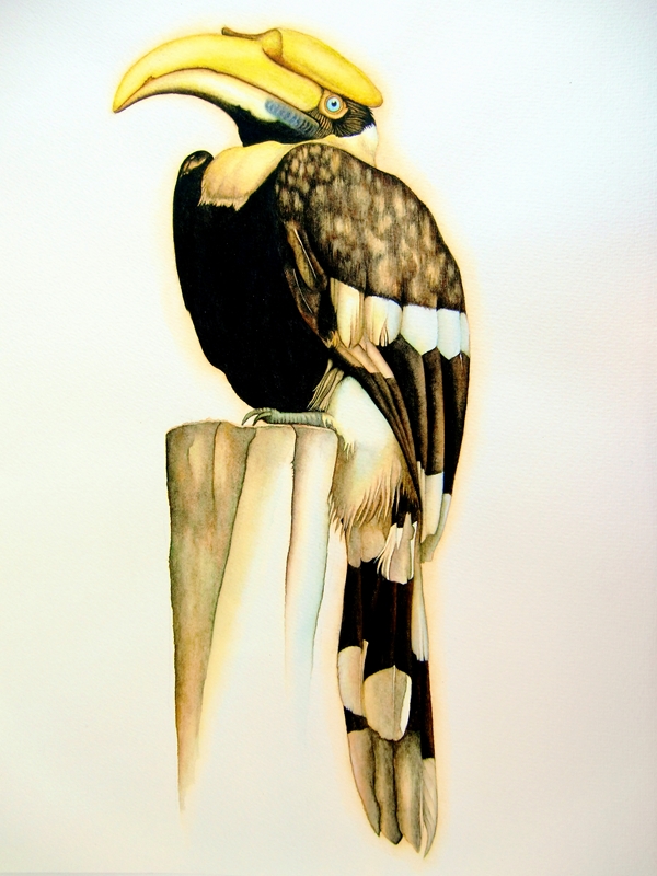 Hornbill Bird Portrait Watercolor Painting by Francois Ringuette