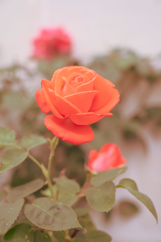 Red Rose Love wallpaper | Red Rose Love wallpaper | Flickr