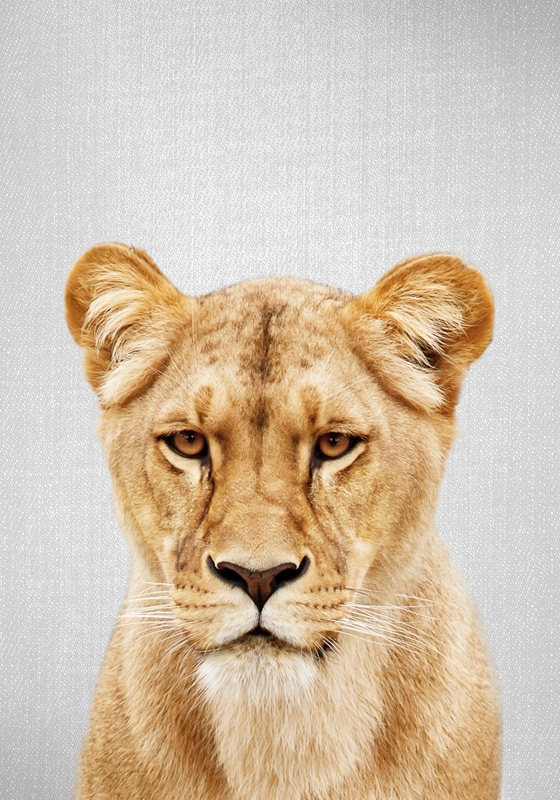 Lioness Posters & Prints By Gal Pittel - Printler