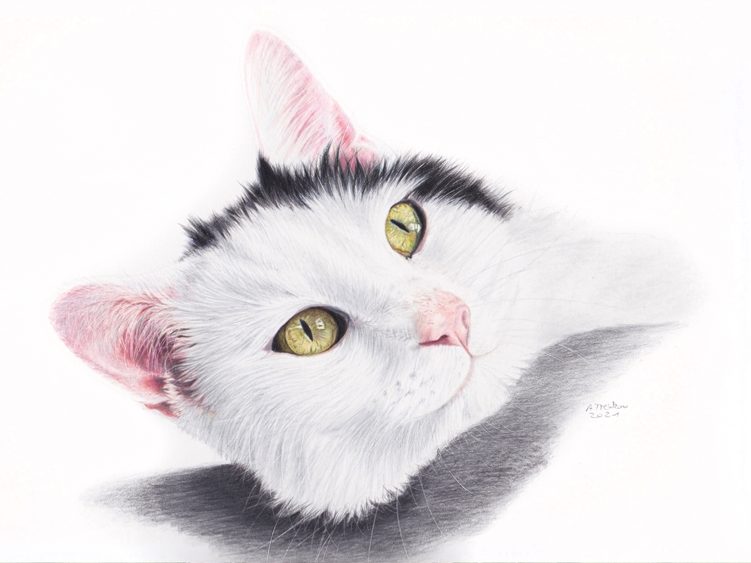 Chat noir et blanc crayon affiches et impressions par Anja