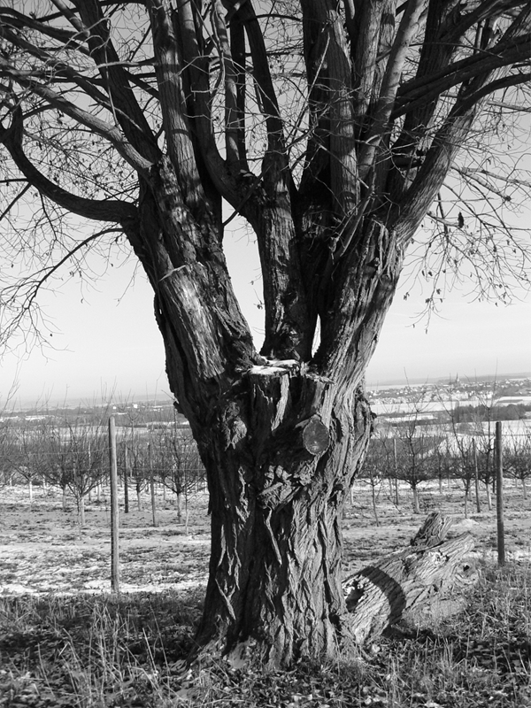 Arbre noir et blanc affiches et impressions par Cosima Hartlich