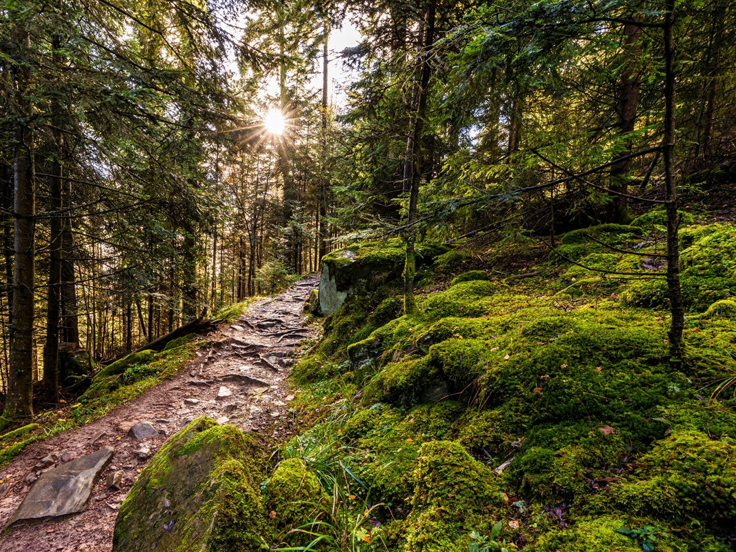 Black forest clearance hiking trails