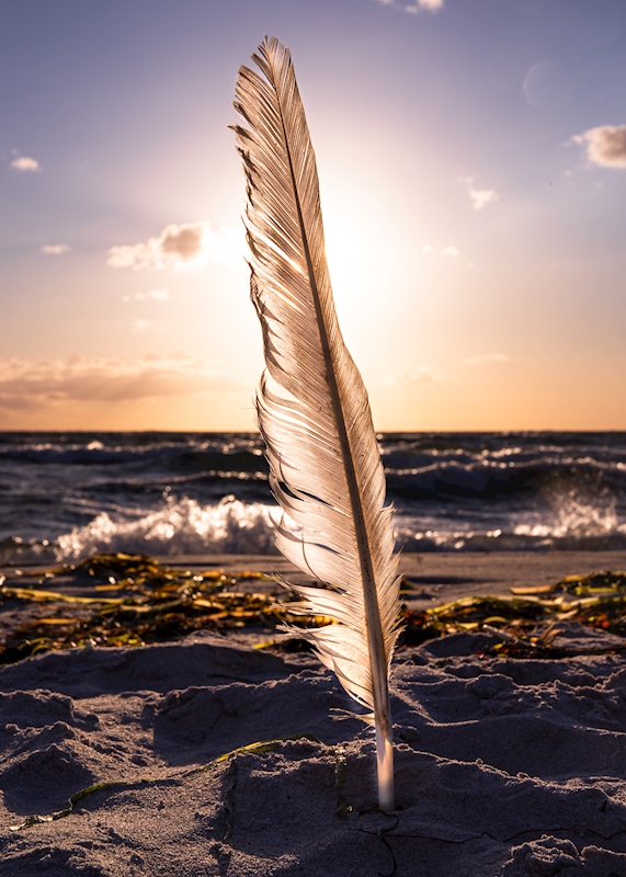 Plume Sur La Plage Affiches Et Impressions Par Marie Berlin - Printler