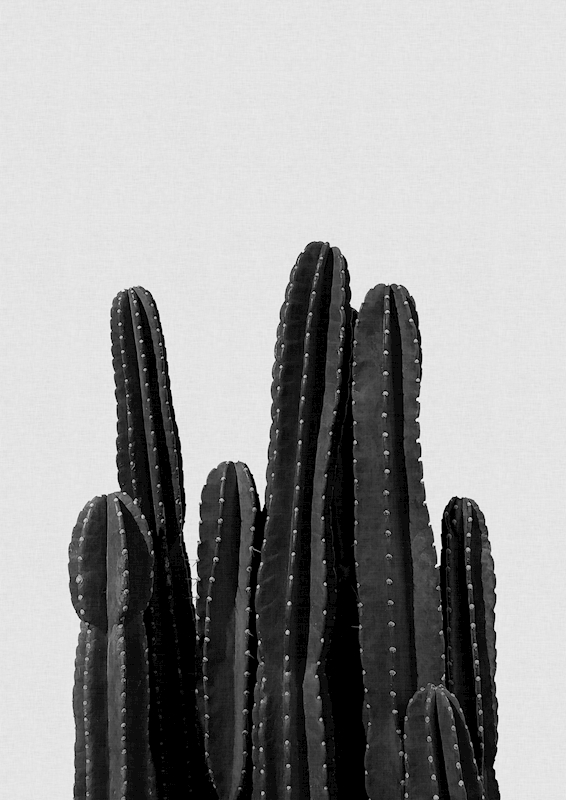 Cactus Noir Blanc affiches et impressions par Orara Studio