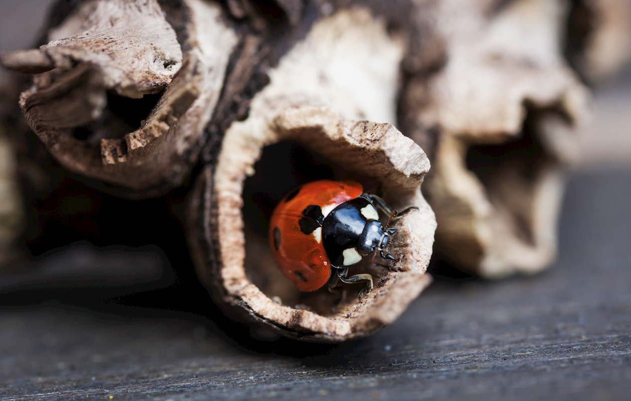 Coccinelle se r veille au printemps affiches et impressions par